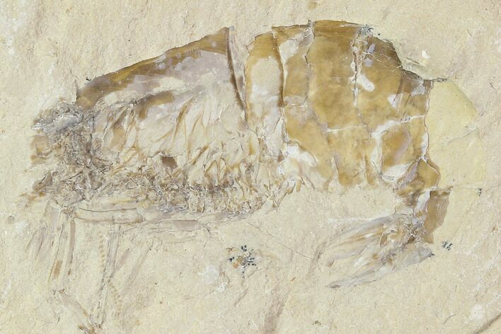 Cretaceous Fossil Shrimp - Lebanon #107686